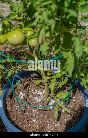 Cultiver des tomates dans des pots avec des coquilles d'œufs écrasées fournissant du calcium à la plante. Banque D'Images