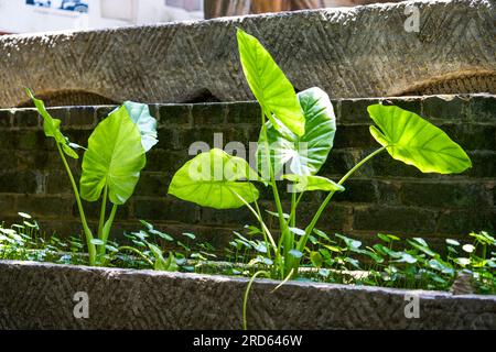 Grandes feuilles de Guanyin goutte à goutte plantées à l'extérieur dans le parc Banque D'Images