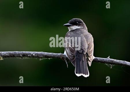 Un oiseau de l'est, Tyrannus tyrannus, perché au sommet d'une branche d'arbre morte dans son habitat de terres humides dans les régions rurales de l'Alberta au Canada. Banque D'Images