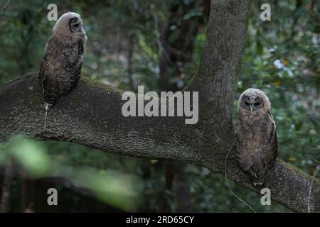 Chouette naissante (Strix occidentalis caurina) espèce de chouette menacée de la côte ouest de l'Amérique du Nord perchée dans la forêt. Banque D'Images