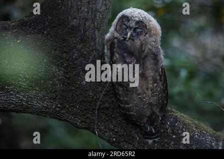 Une chouette tachetée du Nord (Strix occidentalis caurina) camouflée endormie, espèce d'oiseau en voie de disparition de la côte ouest de l'Amérique du Nord. Banque D'Images