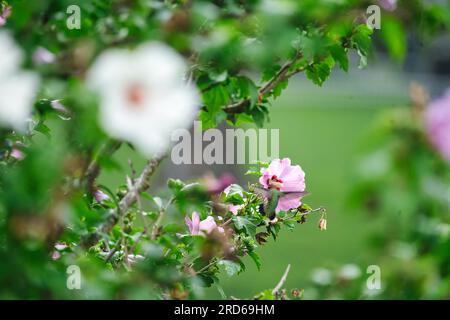 Ruby Throated Hummingbird obtenir Nectar de Rose of Sharon Hibiscus Rose Flower en été Banque D'Images