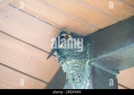 Barn Swallow Bird nourrit les bébés dans Mud Nest à la veille du toit à la fin de l'été Banque D'Images