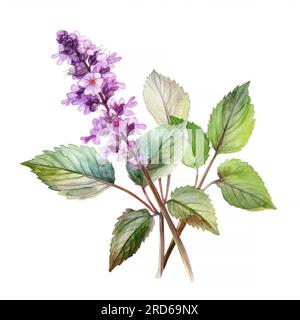 Plante patchouli ou Pogostemon cablini branche avec des fleurs et des feuilles. Illustration d'aquarelle dessinée à la main isolée sur fond blanc. Banque D'Images