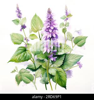 Plante patchouli ou Pogostemon cablini branche avec des fleurs et des feuilles. Illustration d'aquarelle dessinée à la main isolée sur fond blanc. Banque D'Images