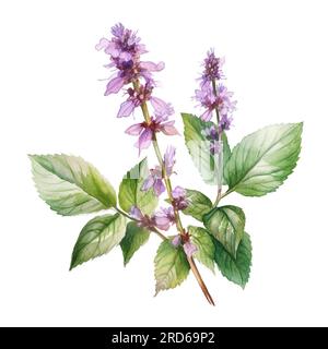 Plante patchouli ou Pogostemon cablini branche avec des fleurs et des feuilles. Illustration d'aquarelle dessinée à la main isolée sur fond blanc. Banque D'Images