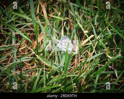 Bleu à queue occidentale (Cupido amyntula) papillon dans l'herbe en été Banque D'Images