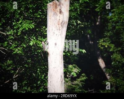 Northern Flicker Woodpecker Bird nourrit un bébé dans le nid dans un trou d'un arbre mort à la fin de l'été Banque D'Images