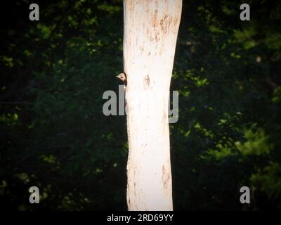 Un bébé oiseau de pic-bois flicker du Nord poche sa tête du nid dans un trou d'un arbre mort à la fin de l'été Banque D'Images