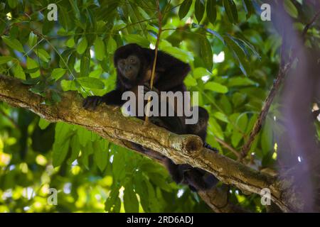 Singe Coiba Howler, Alouatta coibensis, mère et jeune dans la forêt tropicale au parc national de Coiba, océan Pacifique, République du Panama. Banque D'Images