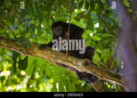 Singe Coiba Howler, Alouatta coibensis, mère et jeune dans la forêt tropicale au parc national de Coiba, océan Pacifique, République du Panama. Banque D'Images