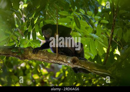 Singe Coiba Howler, Alouatta coibensis, mère et jeune dans la forêt tropicale au parc national de Coiba, océan Pacifique, République du Panama. Banque D'Images