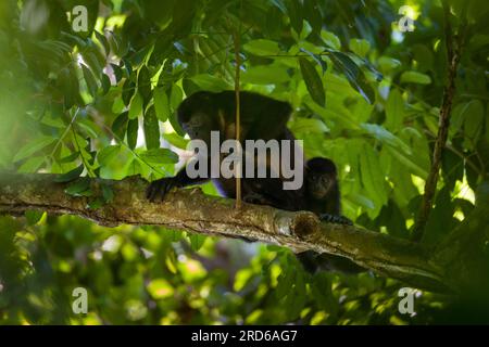 Singe Coiba Howler, Alouatta coibensis, mère et jeune dans la forêt tropicale au parc national de Coiba, océan Pacifique, République du Panama. Banque D'Images