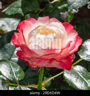 Rose de thé hybride 'nostalgie', téhybridros (Rosa) Banque D'Images