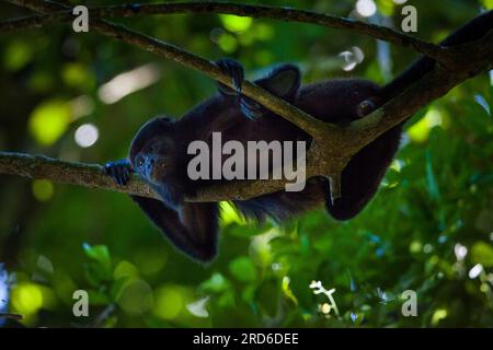 Singe Coiba Howler, Alouatta coibensis, dans la forêt tropicale du parc national de Coiba, océan Pacifique, province de Veraguas, République du Panama. Banque D'Images