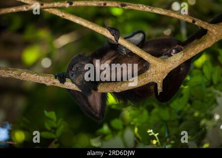 Singe Coiba Howler, Alouatta coibensis, dans la forêt tropicale du parc national de Coiba, océan Pacifique, province de Veraguas, République du Panama. Banque D'Images