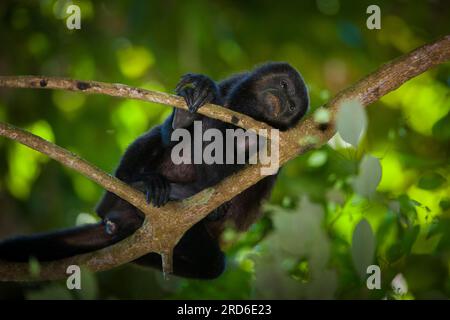 Singe Coiba Howler, Alouatta coibensis, dans la forêt tropicale du parc national de Coiba, océan Pacifique, province de Veraguas, République du Panama. Banque D'Images