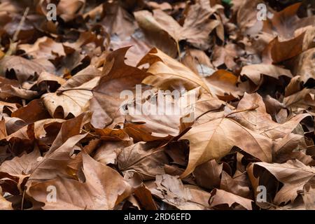 gros plan mort brun sec automne ou automne feuilles de chêne couchées sur le sol concept météo et saisons abstrait nature fond ou papier peint Banque D'Images