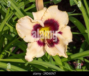 "Piano Man", l'hémérocalle (Hemerocallis) Daglilja Banque D'Images