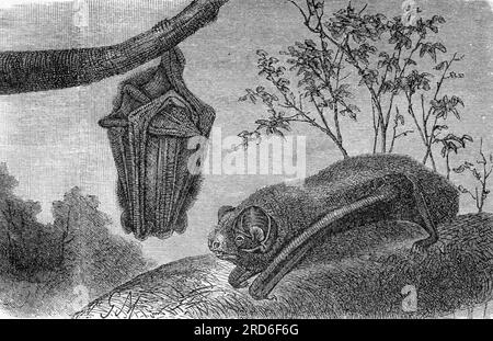 zoologie / animaux, chauve-souris, nocule commun (Nyctalus notula), gravure sur bois, vers 1900, LE DROIT D'AUTEUR N'A PAS ÉTÉ EFFACÉ Banque D'Images