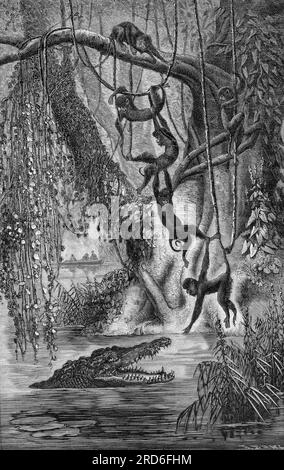 zoologie / animaux, singe, singes dans la forêt primitive américaine, adapté de 'le tour du monde', LE DROIT D'AUTEUR DE L'ARTISTE N'A PAS ÉTÉ EFFACÉ Banque D'Images