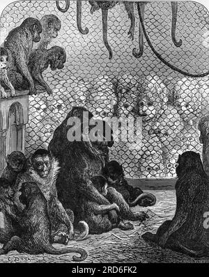 zoologie / animaux, singe, singes au zoo, gravure, de Gustave Dore (1832 - 1883), LE DROIT D'AUTEUR N'A PAS ÉTÉ EFFACÉ Banque D'Images