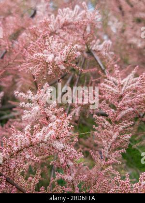 De petites fleurs roses de tamaris fleurissent sur un tamaris au printemps. Banque D'Images