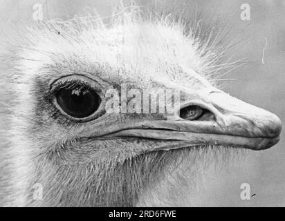 zoologie / animaux, aviaires / oiseaux, autruches, autruches africaines (Struthio camelus), tête, dans un zoo, INFORMATIONS-AUTORISATION-DROITS-SUPPLÉMENTAIRES-NON-AVAILABLE Banque D'Images