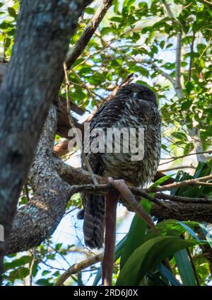 Puissant hibou perché dans un arbre essayant de dormir Banque D'Images