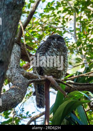 Puissant hibou perché dans un arbre, les yeux fermés, essayant de dormir Banque D'Images