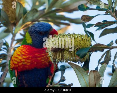 Gros plan d'un oiseau coloré Rainbow Lorikeet se nourrissant de nectar d'une pointe jaune de fleur de Banksia de la côte Banque D'Images