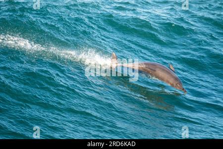 Grand dauphin surf, plongée, vol dans l'air sautant hors de la vague d'eau de mer bleue qu'il a surfé, une traînée d'éclaboussures d'eau derrière Banque D'Images