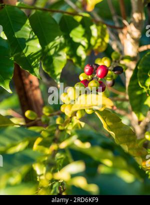 Grains de café poussant en grappes sur une tige, différentes étapes de maturité Banque D'Images