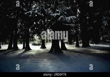 La douce lumière du soleil hivernale filtre à travers les arbres pendant que nous passons à Vancouver, au Canada Banque D'Images