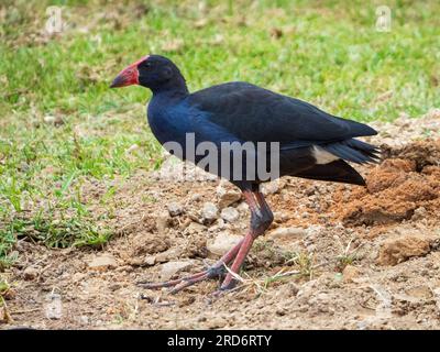 Swamphen violet debout sur le sol Banque D'Images