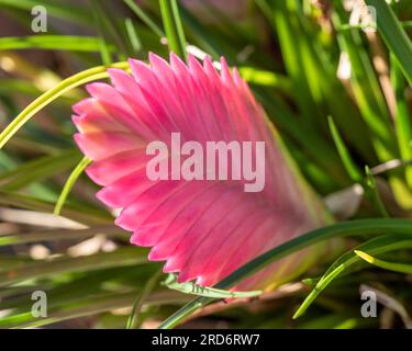 La plante rose paddle comme des bractées et les feuilles vertes en forme de lame closeup au soleil Banque D'Images