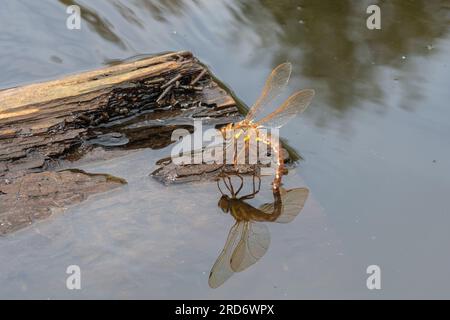 La libellule brune (Aeshna grandis) femelle oviposite dans un étang animalier pendant l'été, Surrey, Angleterre, Royaume-Uni Banque D'Images