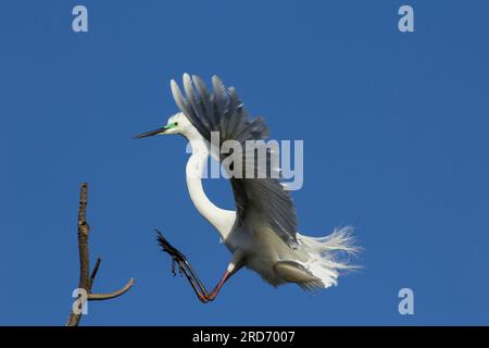 Grand atterrissage d'Egret montrant la peau du visage verte présent pendant l'élevage. Ardea modesta Bundaberg Queensland Australie Banque D'Images