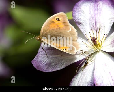 Petit papillon de santé Coenoympha pamphilus Wings Open Banque D'Images