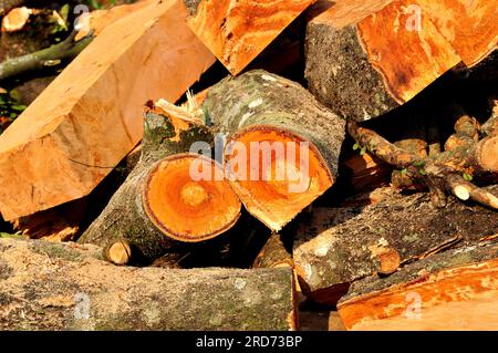 Pile de déchets de bois dans le jardin Banque D'Images