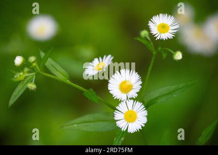 Erigeron annuus connu sous le nom de fleabane annuelle, de fleabane de Marguerite, ou de fleabane de Marguerite de l'est Banque D'Images