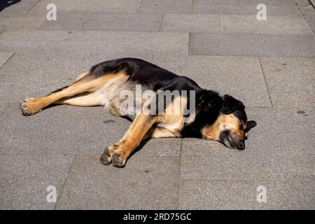 Chien reposant sur un plancher de dalle de pierre dans une journée de chaleur Banque D'Images