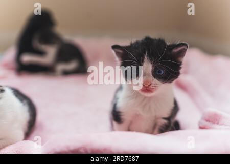 Concept de vie féline. Gros plan moyen d'intérieur d'un adorable chaton noir et blanc avec les yeux ouverts assis sur une couverture rose. Deux chatons mignons jouant en arrière-plan. Photo de haute qualité Banque D'Images