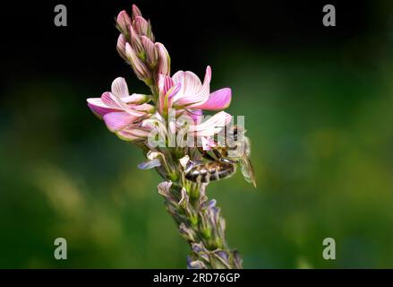 Fleurs roses d'un sainfoin commun (Onobrychis viciifolia) avec abeille Banque D'Images