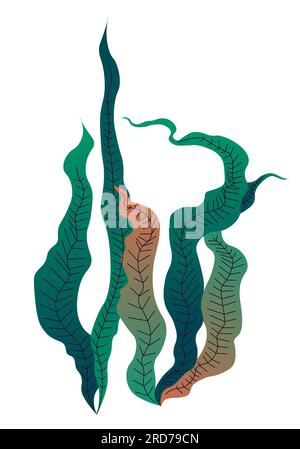 Algues décoratives et plantes pour aquarium vecteur Illustration de Vecteur