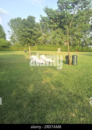 Chaises longues sous un arbre dans une pelouse par une journée ensoleillée Banque D'Images