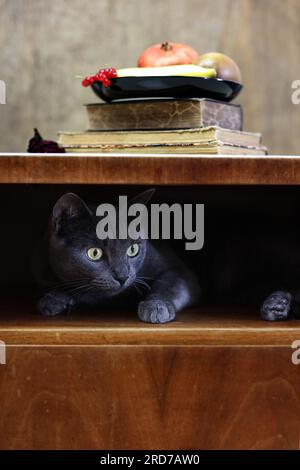 un chat britannique caché dans une armoire en bois antique Banque D'Images