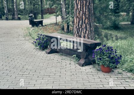 Un banc en bois se dresse sur des dalles de pavage avec de la végétation le long du sentier. Une promenade dans le parc un jour d'été. Photo de haute qualité Banque D'Images