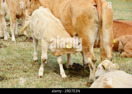 Le veau affamé aime le lait maternel Banque D'Images