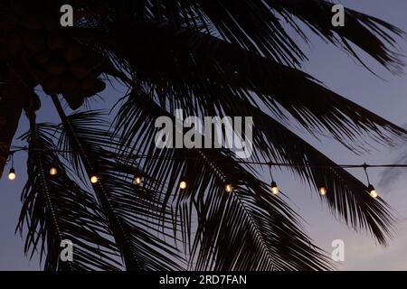 Ampoules vintage sur les cocotiers par l'atmosphère de soirée de plage Banque D'Images